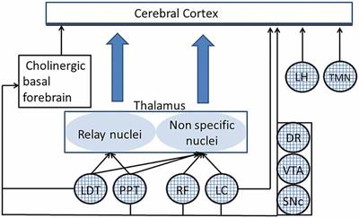 Trigeminal, Visceral and Vestibular Inputs May Improve Cognitive Functions by Acting through the Locus Coeruleus and the Ascending Reticular Activating System: A New Hypothesis